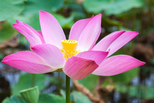 Pink lotus or waterlily flower. Close-up photo
