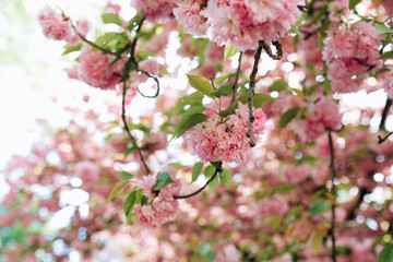 Obraz premium Branches of blossoming sakura. Botanical garden concept. Tender bloom. Aroma and fragrance. Spring season. 