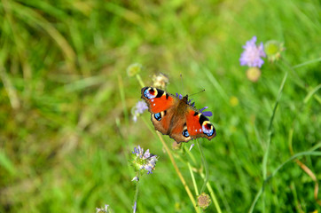 peacock eye beautiful bright butterfly on a flower  in the meadow in summer