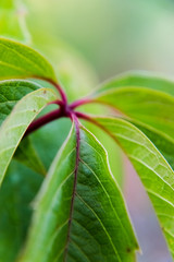 Autumn rose hip tree background. Green textured rose hip leaves closeup.