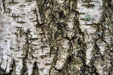 texture of birch bark macro