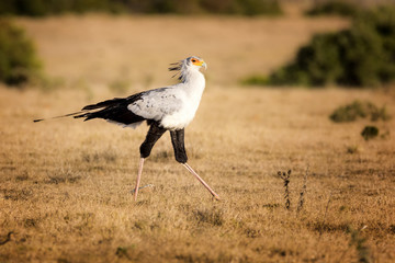 Secretary bird in field, south africa, 