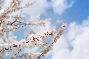Spring flowering trees with white flowers in the garden against the blue sky, copy space. Spring background, toned	
