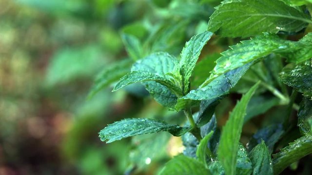 sprinkle a leaf of mint with water and it moves