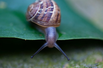 Big snail in shell crawling on grass or reed of corn, summer day in garden. Close up small Garden snail (Helix aspersa) on green leaf in the garden