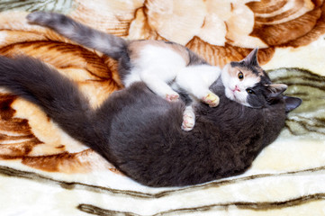 two young cats playing on the blanket