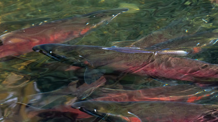 Red salmon dorsal fin breaks the water surface as it swims up stream - 336247361