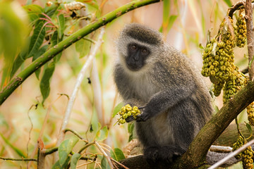 Vervet monkey staring at the camera