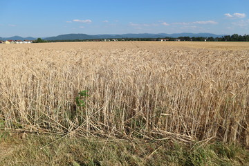 Wheat field outside a German village. Germany is the second largest wheat producer in the European Union.