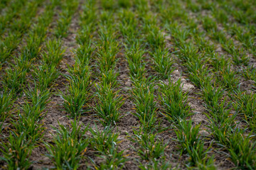 Fototapeta premium Young green wheat seedlings growing on a field. Agricultural field on which grow immature young cereals, wheat. Wheat growing in soil. Close up on sprouting rye on a field in sunset. Sprouts of rye.