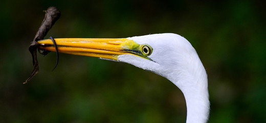 close up of a white egret