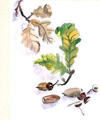 watercolor graphic drawing oak twig with leaves on a white background