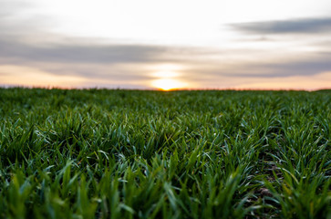 Young green wheat seedlings growing on a field. Agricultural field on which grow immature young cereals, wheat. Wheat growing in soil. Close up on sprouting rye on a field in sunset. Sprouts of rye.