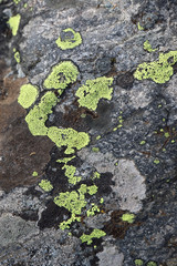 Fototapeta premium ancient textured stone in the forest