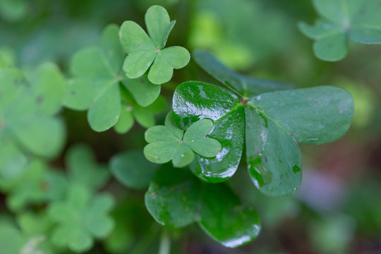 clover in the rain. Clover after rain on the dacha in August. Young Green Clover In The Rain Drops As Background. Composite image of four leaf clover