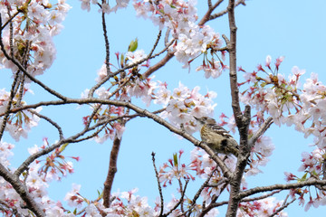 japanese pigmy woodpecker on branch