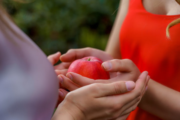 Beautiful sexy girls in dresses in apple garden, closeup hands with red apple
