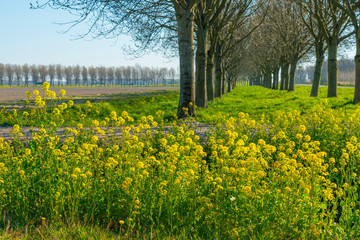 Obraz premium Drzewa w zielonym polu z kwiatami poniżej błękitnego nieba w słońcu wiosną