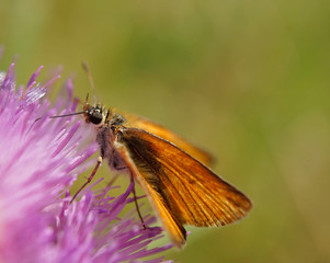 Nahansicht eines Schmetterlings - Rostfarbiger Dickkopffalter