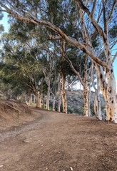 Fototapeta premium road in the park