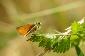 Nahansicht eines Schmetterlings - Rostfarbiger Dickkopffalter