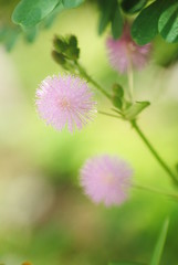 pink flower of a clover