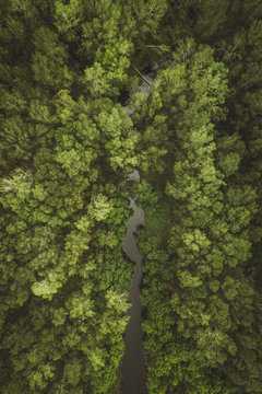 Aerial View of the Terrigal Forest next the the beach, Australia.