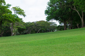 green lawn slope
