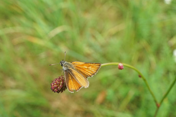 Nahansicht eines Schmetterlings - Rostfarbiger Dickkopffalterfalter