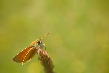 Nahansicht eines Schmetterlings - Rostfarbiger Dickkopffalter