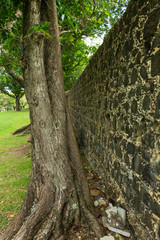 tree in the park near a stone wall