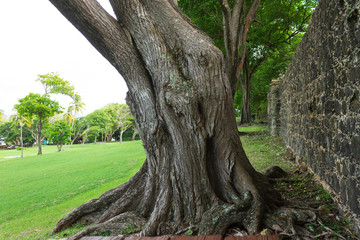 Fototapeta na wymiar Huge trunk of an old white cedar tree on a lawn with mowed green grass 