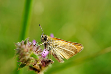 Nahansicht eines Schmetterlings - Rostfarbiger Dickkopffalter