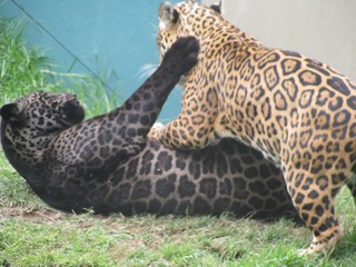 Jaguar © miguelangel