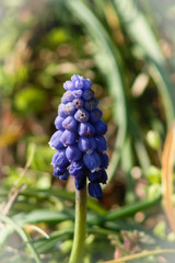 Grape Hyacinth Collection