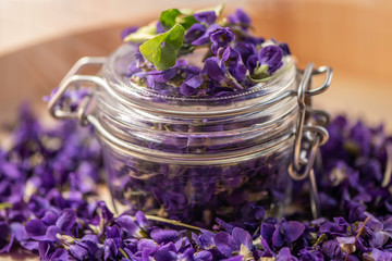 Violet violets flowers bloom  from a  spring forest. Viola odorata styled close up studio shot spring edible flowers in a glass jar used as alternative herbal tea remedy