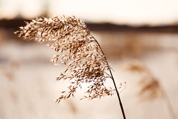 top of reed in backlit winter time at lake