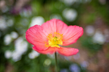 Fototapeta premium Close up of pink and yellow oriental decorative poppy flower