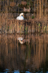 White swan in a nest by a water in cane. Brown tones , reflection in calm water.