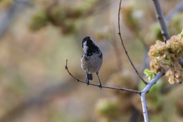 great tit parus major bird on a branch