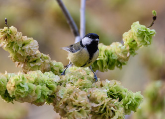 great tit parus major bird on a branch