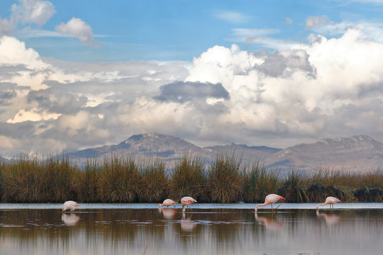 flamingos (Phoenicopterus chilensis) in their habitat on the shores of Lake Junin