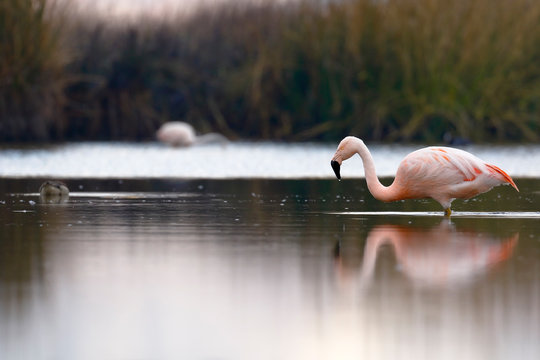 Chilean flamingo (Phoenicopterus chilensis) perched on feeding lake