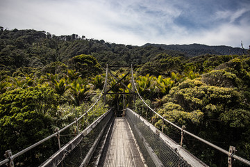 Fototapeta na wymiar Swing bridge in rainforest