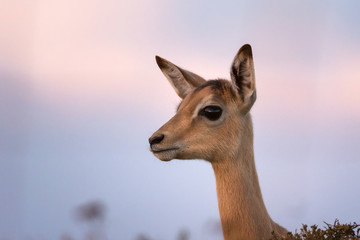 Impala lamb looking alarmed and scared