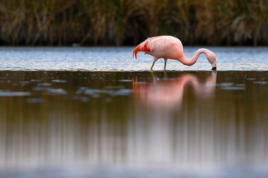 Chilean flamingo (Phoenicopterus chilensis) perched on feeding lake