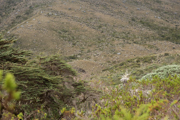 Chingaza, Colombia. Paramo landscape with frailejones, espeletia