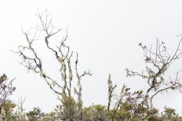 Chingaza National Natural Park, Colombia. Moor, lichen covered tree branches against a white, totally cloudy sky