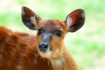 Sitatunga, antilope dell’Africa centrale. Dolcezza dello sguardo