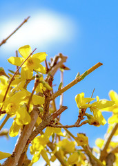 New Spring buds on a bush
